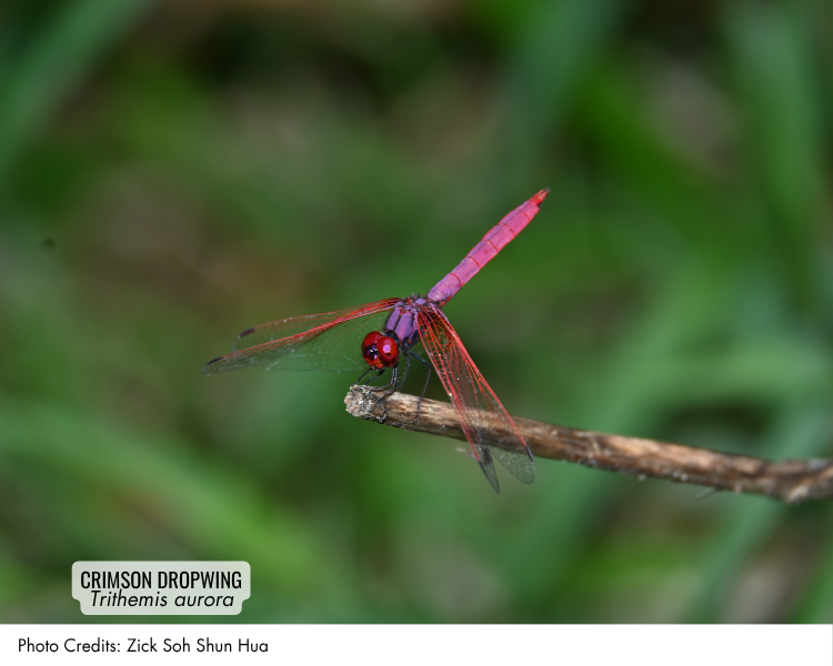 Crimson Dropwing (Trithemis aurora)
